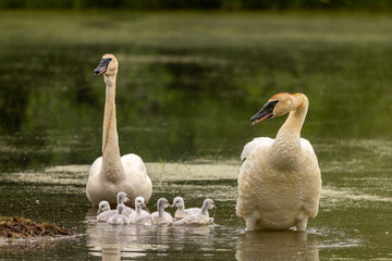 Trumpeter Swan
