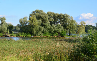 Island with lush green trees and water, under a clear blue sky on a sunny day © Irina