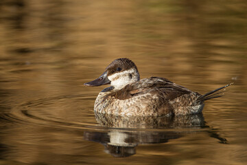 Ruddy Duck