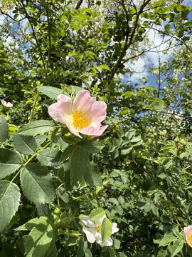 Rosaceae Ackerrose Hundsrose Rose Caninae Wildrose Heckenrose Heiderose field dog wild white pink heather rose nature pink White rosa floral Beautiful