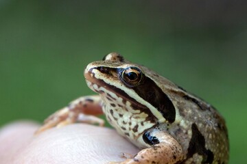 Small brown frog on human hand. Wildlife conservation.