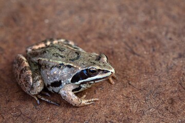Little brown frog on natural background. Wildlife conservation.