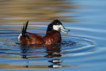 Ruddy Duck