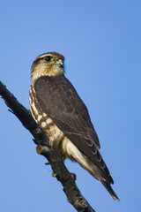 Merlin
