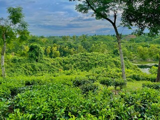 Fototapeta premium Tea trees in the forest, Lush Green Landscape with Tea Plantation and Forest.
