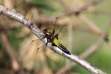 Broad-bodied chaser, Libellula depressa, on a branch.