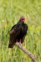 Turkey Vulture 