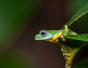 Fototapeta premium Small, vibrant frog on a leaf