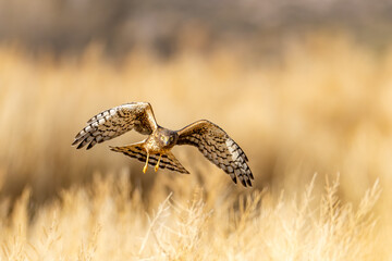 Northern Harrier female
