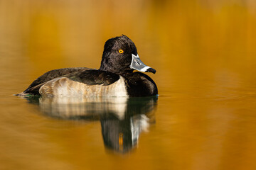 Ring-necked Duck
