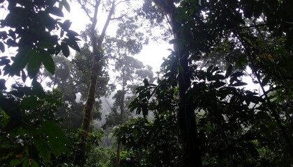 Silhouetted Foliage Frames a Mystical, Fog-Shrouded Jungle