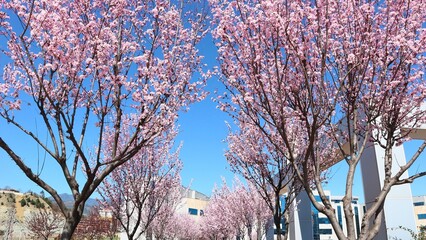 Beautiful Pink Cherry Blossoms (Sakura) in Full Bloom on a Branch Against a Blue Sky Background.

