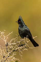 Phainopepla