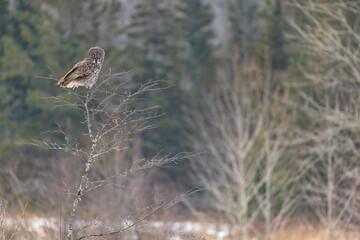 Great Gray Owl