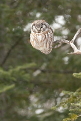 Boreal Owl