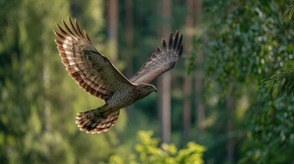 Fototapeta premium Majestic hawk in flight through a lush green forest during daylight