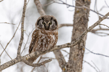 Boreal Owl