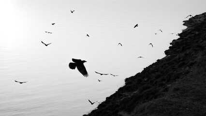 Black birds soaring over calm water by rugged shoreline. 