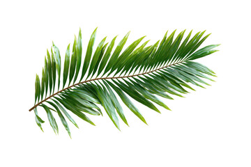 Fototapeta premium Detailed close-up of a vibrant green palm frond