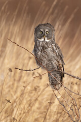 Great Gray Owl