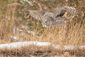 Great Gray Owl