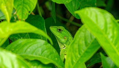 Obraz premium Green Forest Lizard Camouflaged Reptile in Lush Foliage, a Tropical Wildlife Encounter