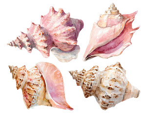 Obraz premium Four seashells in various shades of pink and beige. 