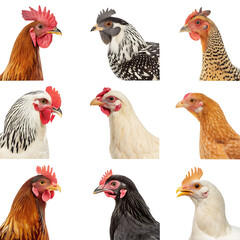 Fototapeta premium A Colorful Collection of Chicken Portraits Showcasing Various Breeds Against a Black Background in a Nine Image Grid