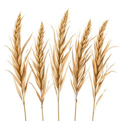 Fototapeta premium Golden Wheat Stalks Displaying Natural Beauty and Agricultural Harvest