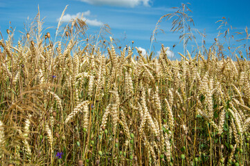 Obraz premium Wheat sways gently in the breeze beneath a clear blue sky, showcasing nature's beauty during a warm summer day