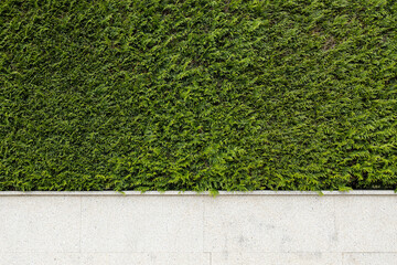 Granite stone fence with green thuja plants. Abstract architecture background. Copy space