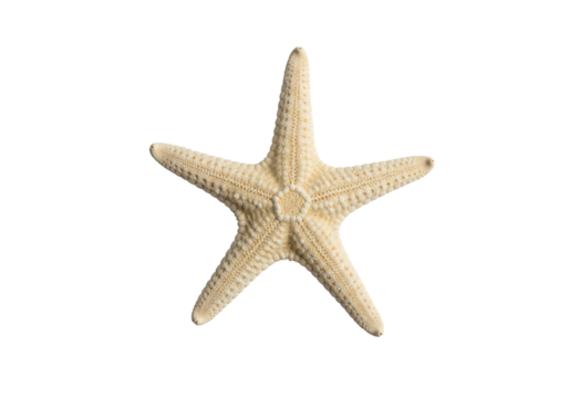 A pristine five-armed sea star, naturally textured in muted tones, centered on a transparent background with soft studio light and copy space concept of strategic integration and clarity