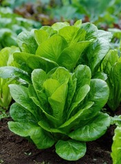 Crisp Romaine Lettuce: A close-up shot of vibrant romaine lettuce in a thriving garden, displaying fresh, leafy green foliage