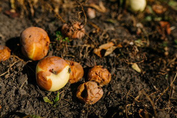Rotten apples lie on the ground from dry grass. Fruits fallen from the branch decompose under the influence of sunlight. Apple harvest in the autumn season in an abandoned garden plot