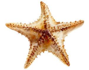 Detailed close-up of a starfish, light beige/tan in color with darker brown speckles,  on a black background.  Its five arms radiate outward,  showing texture and detail