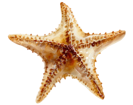 Detailed close-up of a starfish, light beige/tan in color with darker brown speckles,  on a black background.  Its five arms radiate outward,  showing texture and detail