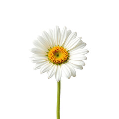 Bright White Daisy Bloom Isolated on Soft Green Background