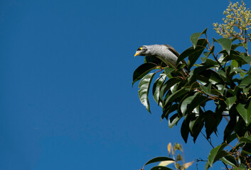 Australian Noisy Minor (Manorina melanocephala)
