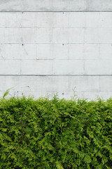 Green thuja plants against Blank concrete wall. Abstract architecture background. Copy space