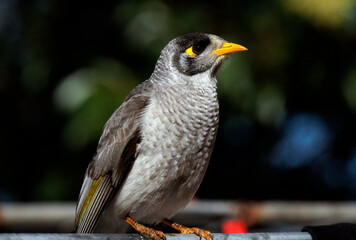 Australian Noisy Minor (Manorina melanocephala)