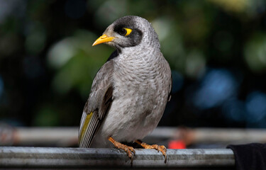 Australian Noisy Minor (Manorina melanocephala)