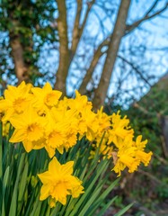 Spring Daffodils in Bloom