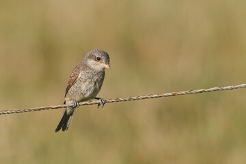 Obraz premium Red-backed Shrike (Lanius collurio) – common juvenile bird in the Czech Republic, perched on wire.