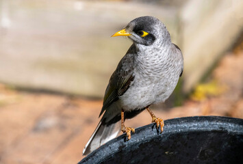 Australian Noisy Minor (Manorina melanocephala)