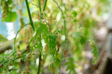 The vegetation in the greenhouse has dried out and withered due to drought and extreme heat. The leaves of the cucumber shoots are dry.
