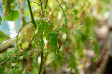 The vegetation in the greenhouse has dried out and withered due to drought and extreme heat. The leaves of the cucumber shoots are dry.