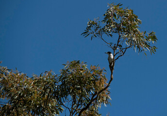 Grey Butcherbird (Cracticus torquatus)