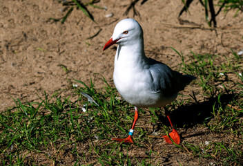 Pacific Gull (Larus dominicanus)