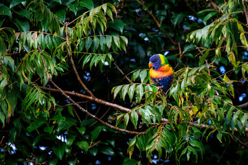 Rainbow Lorikeet (Trichoglossus moluccanus)