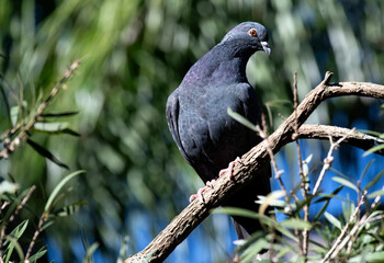 Rock Pigeon (Columba livia)